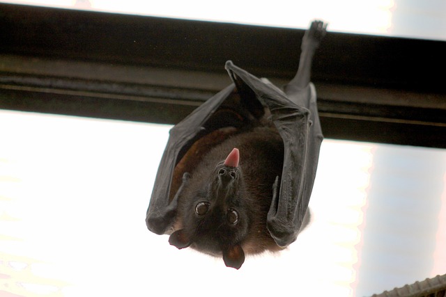 bat, flying fox, vampire, language, nice, bat, bat, bat, bat, bat