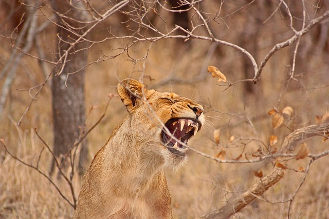 lion, lioness, safari, south africa, bush, lions, africa, nature, wild, summer, anger, hot, animal, savannah, teeth, roar, fauna, language, animal world, felines, yellow, orange, muzzle, feline, colors, bite, mane, ear, hair, pride