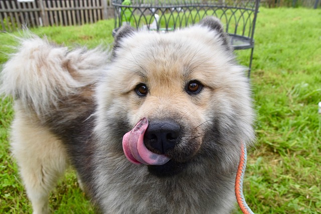 dog, pet, eurasier, animals, language, fur, muzzle, grass, mammals, dog portrait, animal world, eurasier male olaf blue, olaf blue from the little meadow valley